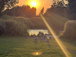 Ducks