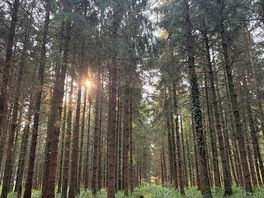 Stunning sun rise amongst the trees