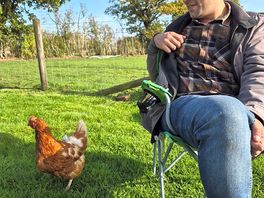 Chicken