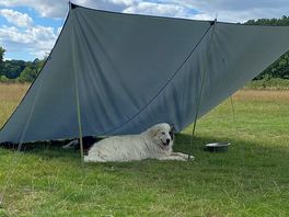 Shade for ghe fogs
