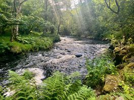 Evening sunlight filters through to the river below
