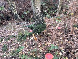 Lots of variety of fungi