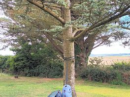 In a hammock between the oak and cedar