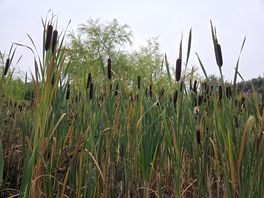 Bullrushes.