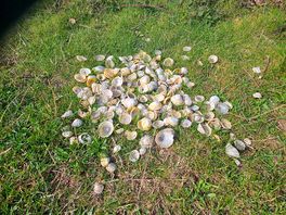Shells
