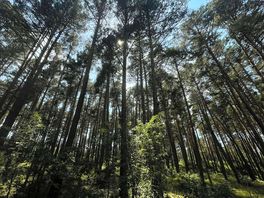 Beautiful forest surrounding us