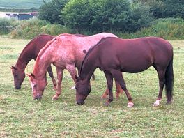 Lovely horses