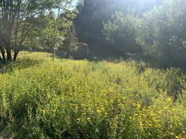 All pitches surrounded by wild flower and trees