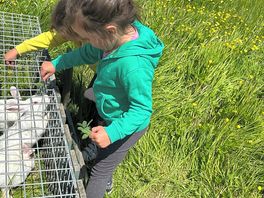 Feeding rabbits