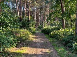 Our walk view.