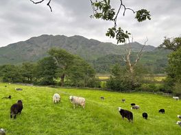 The neighbours