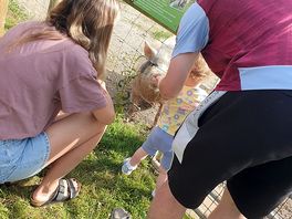 Feeding the pigs.