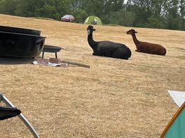 Alpacas