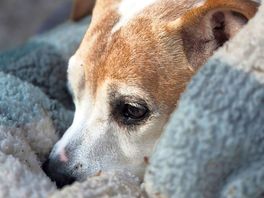 A very chilled bella.