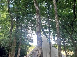 Bell tent in the forest