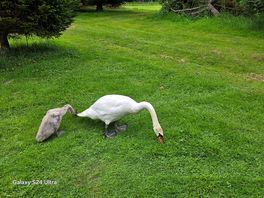 Greedy swans