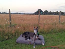 Dog-friendly - finn enjoyed his stay
