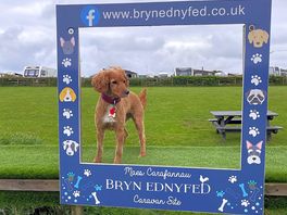 Dog field was really good and well fenced in