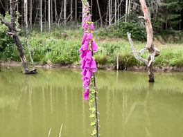Beautiful foxgloves along the pond