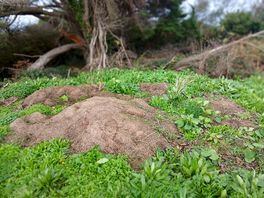 Déchets verts sur emplacement