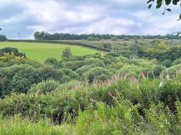 Blueberry fields