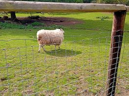 Animals on site