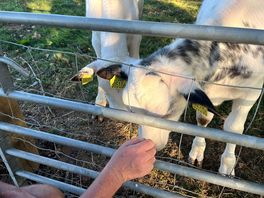 Really friendly animals