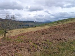 View along blue scar trail