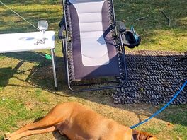 Dog friendly without being over-run with dogs. plenty of space