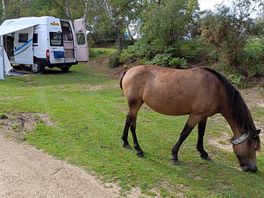 Horse run free