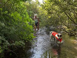 Dogs loved the stream