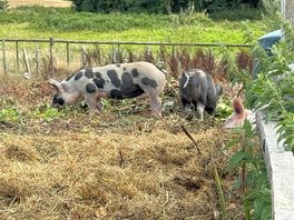 Foraging