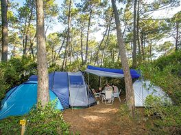 Forest floor pitches