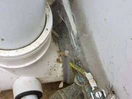 Spiders