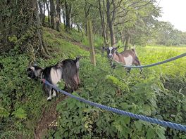 Walking the goats.