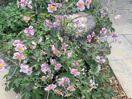 Colourful plants in pub garden