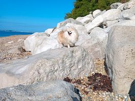 Sunny morning for lovely dog walk on the beach