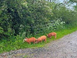 The resident pigs