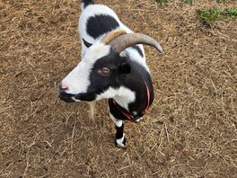 Onsite animals