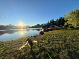 Sunrise out with lilly the spaniel