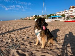 Dogs allowed
