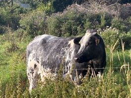 Lovely cow on his own