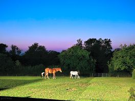 Animals on the site