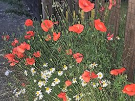 Wildflowers