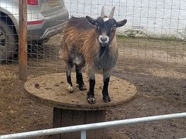 Goat