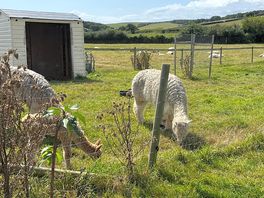 Alpaca