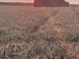 Sunrise over the field at the back of the site.