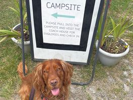 Our dog loved his stay!