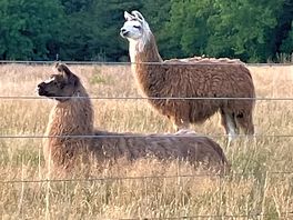 Al pacas
