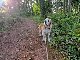 Woodland walk